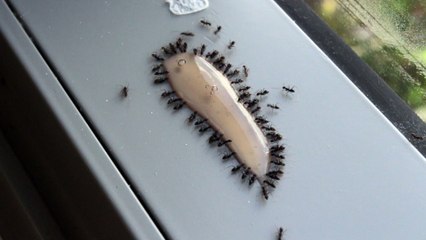 Ant Gel is the Best Way to Kill Ants