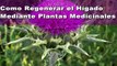 Como regenerar el higado mediante plantas medicinales