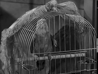 Mister Ed S5 | Animal Jury