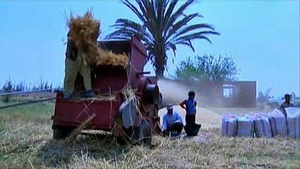 شكوك متزايدة في سلامة الصادرات الزراعية المصرية