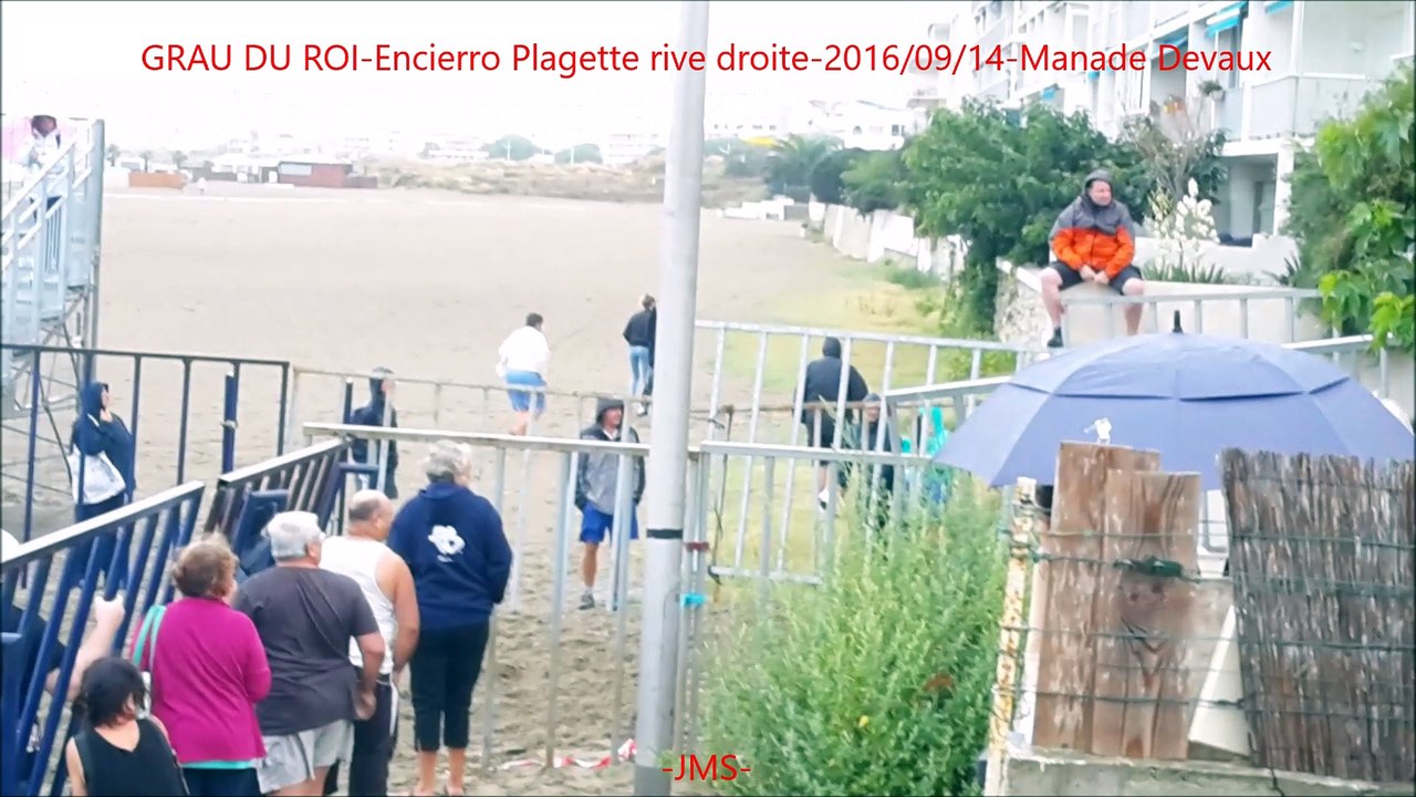 GRAU DU ROI-Encierro Plagette rive droite-2016-09-14-Manade Devaux