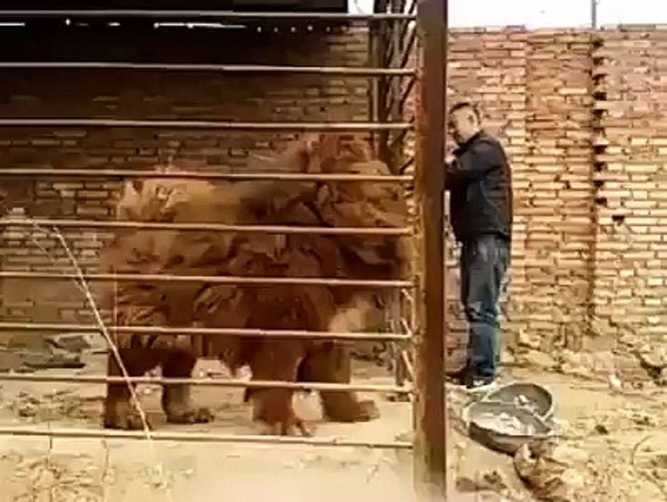 c'est un chien ou un Lion ??