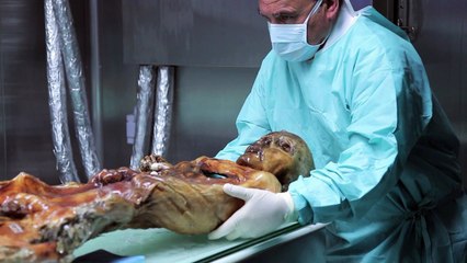 Italy's 'Iceman' still revealing secrets, 25 years on