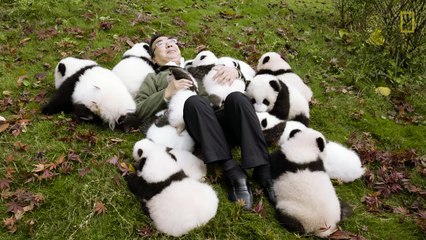 Raising Cute Pandas- It's Complicated