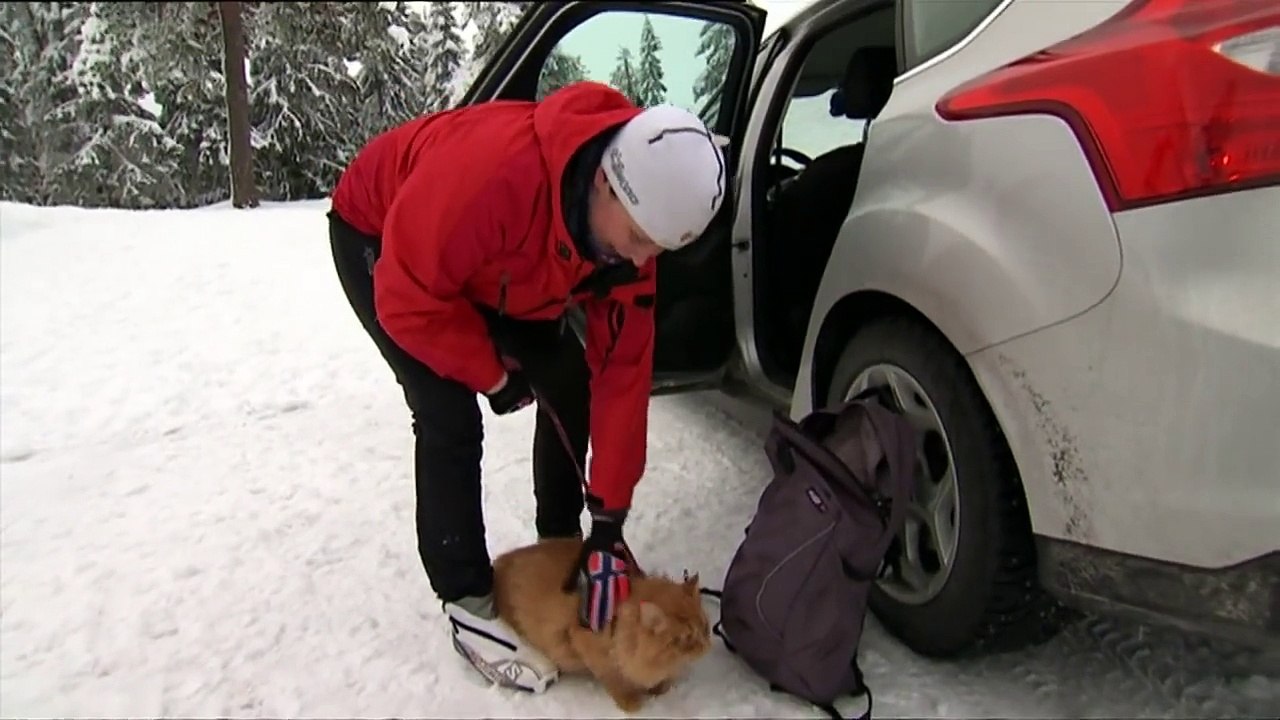 Jesper the cat on a skiing trip in Norway 02_2016-u7ekWeSmWYQ