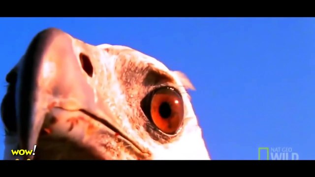 Most Amazing Wild Animal Attacks Top 20 Craziest Eagle Attacks Snake, Wolf, Dog, Lion vs Bear