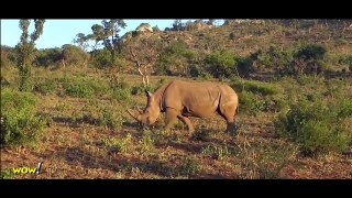 Rhino vs Lion vs Buffalo Real Fight  Most Amazing Wild Animal Attacks - WOW!