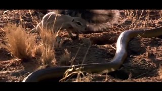 Mongoose vs Cobra vs Snake  Most Amazing Wild Animal Attacks #36  Craziest Animal Fights