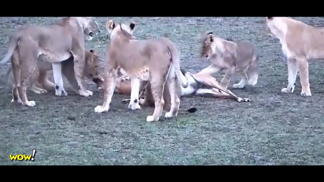 Lion vs Impala vs Hyena, Leopard Most Amazing Wild Animal Attacks #50 Craziest Anaimal Fights