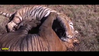 Lion vs Lion Fight to Death, Lion vs Tiger, Lion vs Buffalo Most Amazing Wild Animal Attacks #41