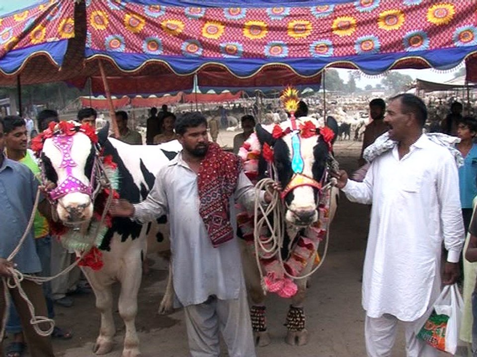mannanashraf7111pkg Bakra Mandi