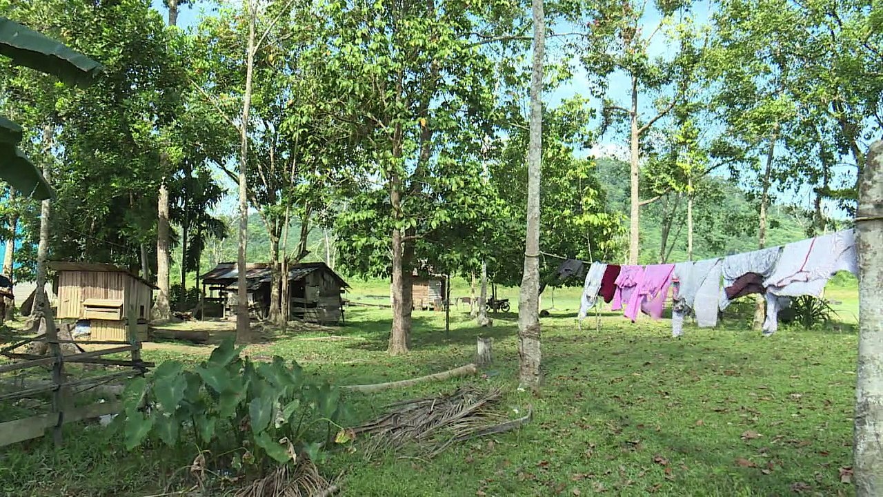 A Bornéo, des bûcherons cessent les coupes de bois illégales