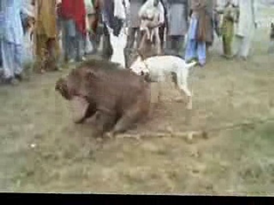 dog vs pig fight 2016 -