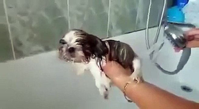 Funny Videos Clips I Funny Dog Videos I Funny Pranks For kids Bathing for Dog 2017