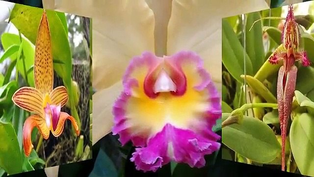 Harry Kalapana - Orchids of Hawaii-B3gURtQ66HQ-HQ