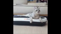 Ce Chat teste un powerplate pour son régime! Ahaha