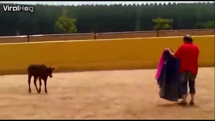 Ce jeune taureau a des ressources! Vengeance terrible