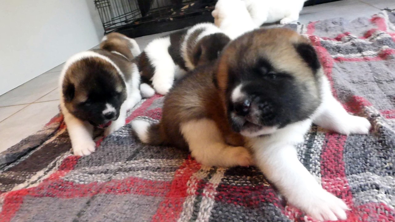 Akita américain du sixième sens 18 jrs