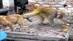 Whatsapp funny animal video _ Monkey teasing dog