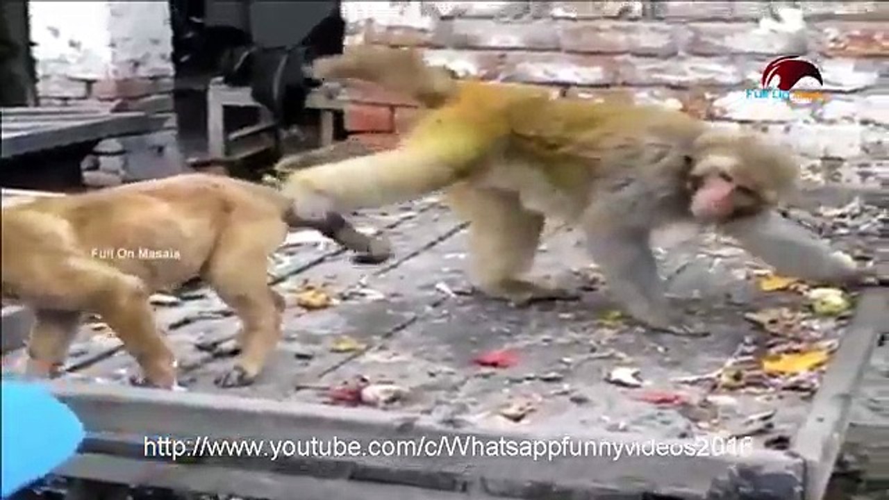 Whatsapp funny animal video _ Monkey teasing dog