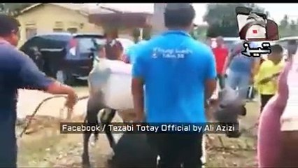 Bakra Eid Special Funny Tezabi Totay