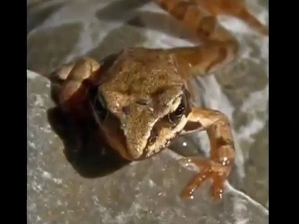 Geburtstagslied für Kinder