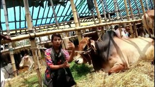 Bangla Kurbani Song Cowfie 2016_HD