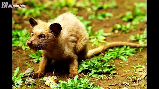 Hayvan Dışkısından Dünyanın En Pahalı Kahvesi - Kopi Luwak