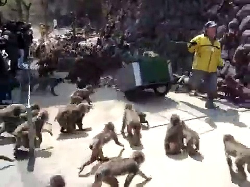Monkeysfeast