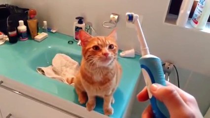 un chat qui adorela brosse à dent électrique