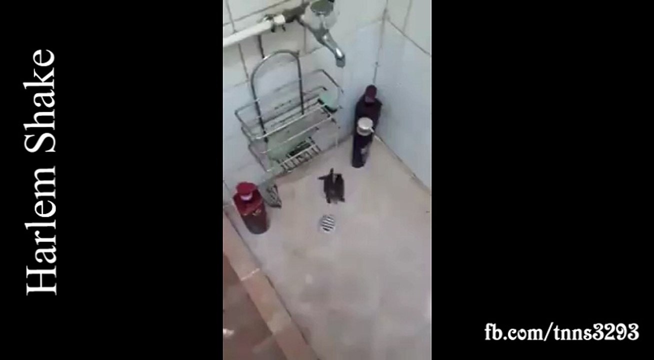 The turtle dance edm Harlem Shake & Faded