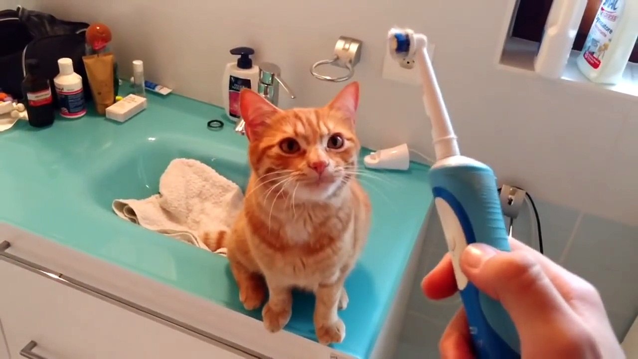 Chat aime la brosse à dents electrique