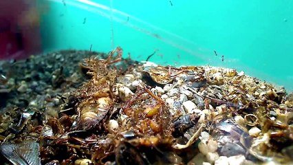 OMG! My Fire Ants Are Planning an Escape