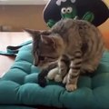 Cute Cat shows off Yoga pose funny