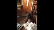 Dog Battles Vacuum In Slow Motion - Video Dailymotion