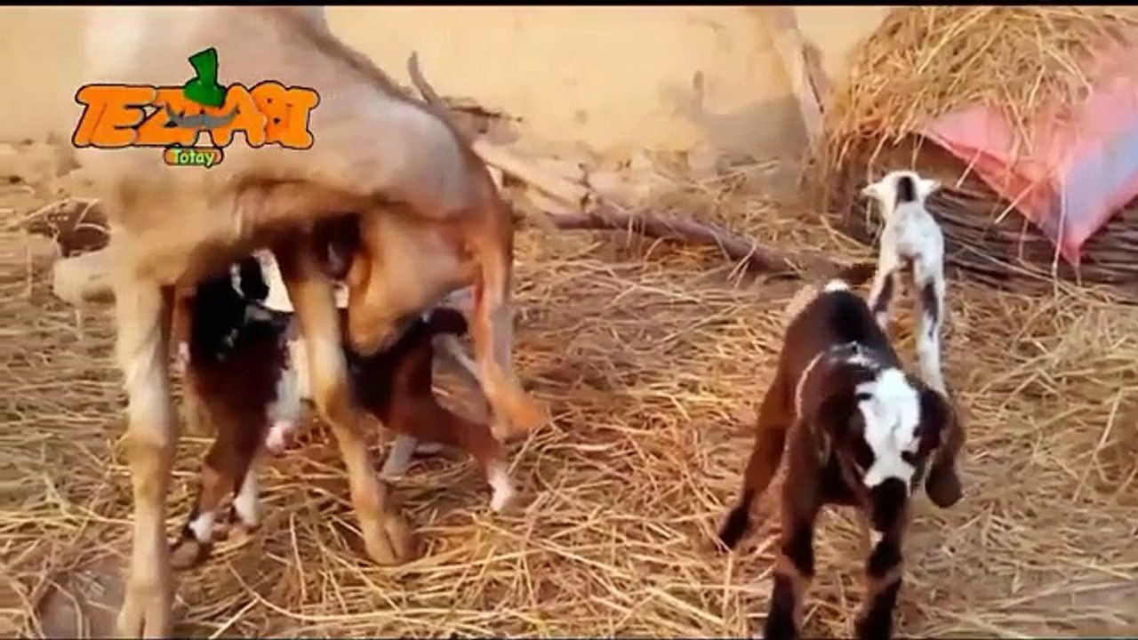 Funny Bakra Video 2016