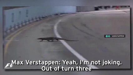 Giant Lizard on the Track - Max Verstappen Avoids Lizard F1 GP