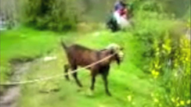 Goats Yelling Like Humans - Super Cut Compilation