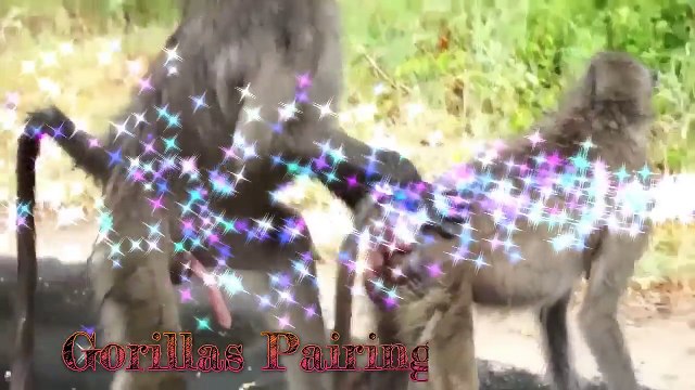 Gorillas Pairing Monkeys Mating Funny Moments