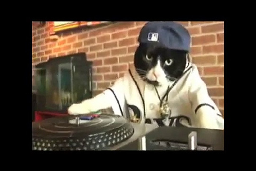 Epic DJ Cat