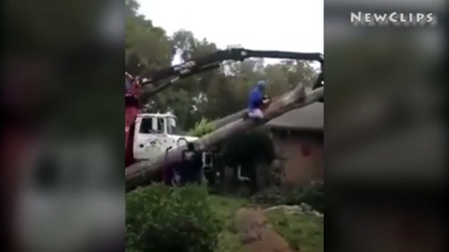 Il coupe un tronc en restant assis dessus