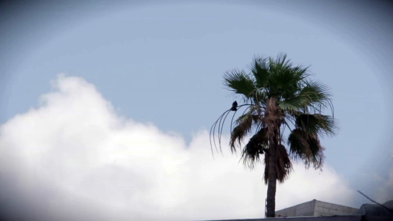 Windy Palm