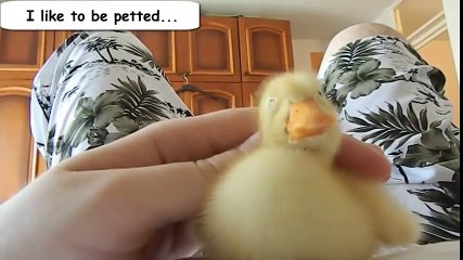Funny Videos From A Duck s Life - Funny Ducks Compilation 2014
