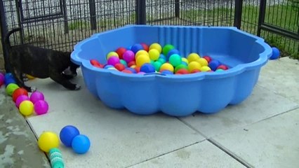 92ème vidéo  Chiots de STAFFORDLAND courent dans la maison