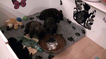 93ème vidéo  Le repas du soir avec les chiots de STAFFORDLAND