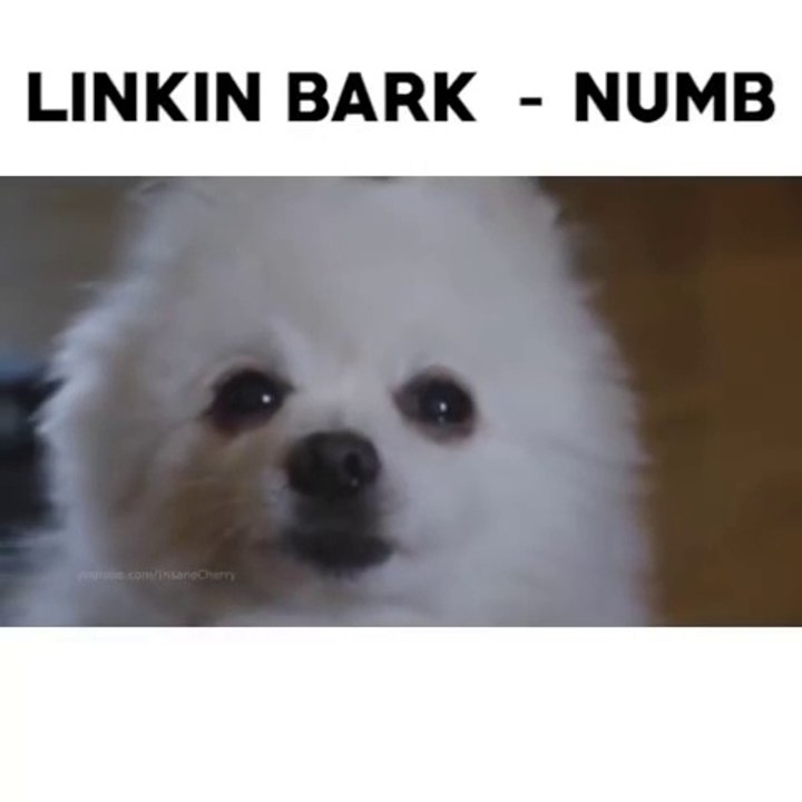 Linkin Bark - Numb (Version with dogs)