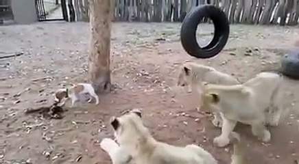 un chiot défend son repas contre des lions