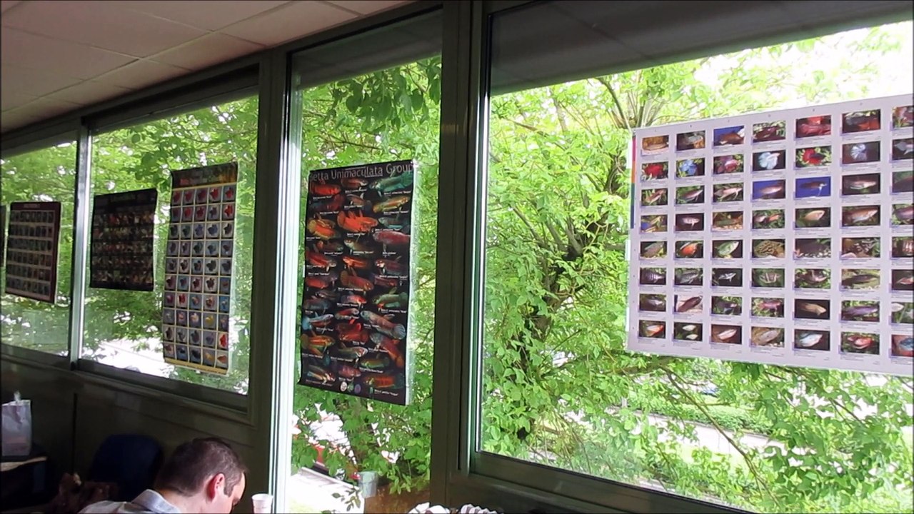 CIL-IBSC Challenge International 2016, Dijon.