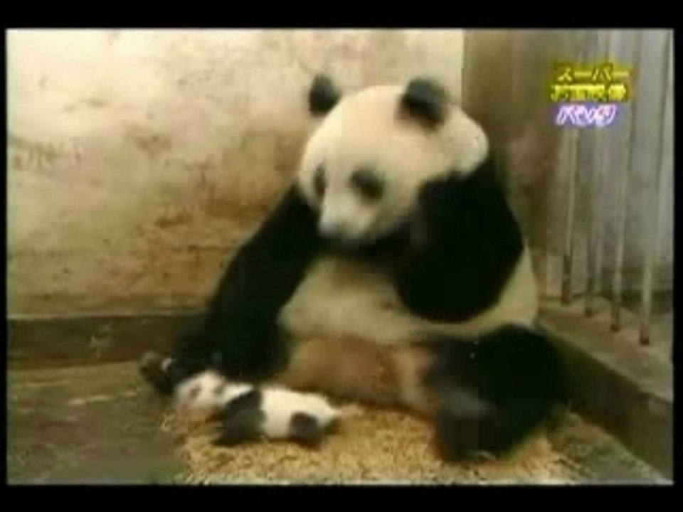 Oso panda asustado