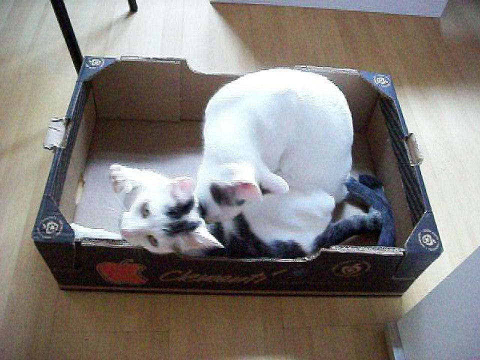 Harvey und Vinzent am 19.09.2016